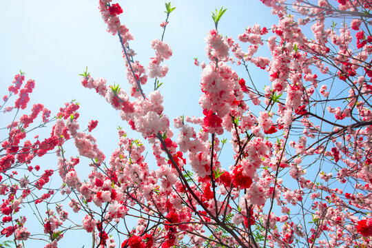 春天粉色花朵海棠花花瓣