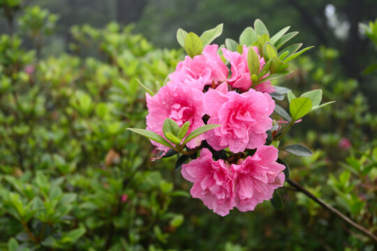 杜鹃花映山红