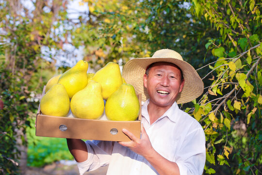 梅州沙田柚