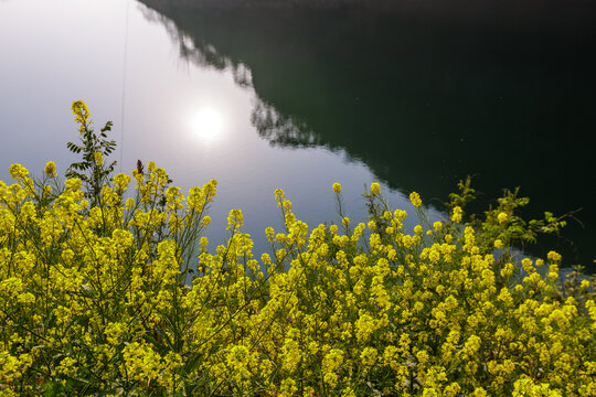 水边油菜花