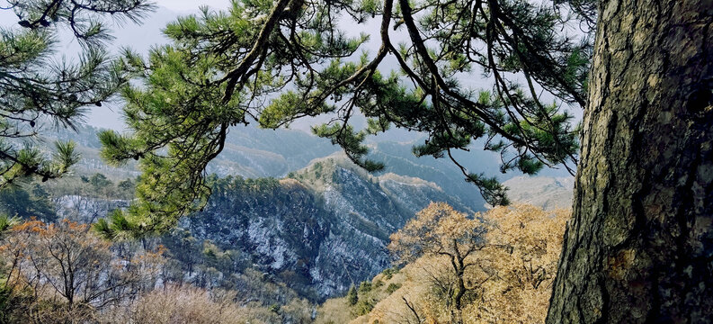 高山上的松树