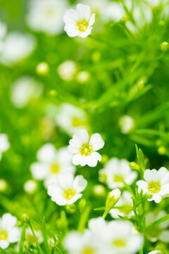 立春唯美小白花