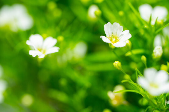 立春唯美小白花