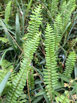 蕨类植物