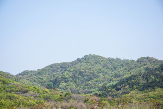 远眺绿山