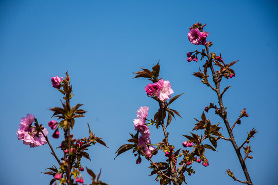 仰拍山樱花