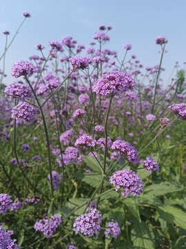 柳叶马鞭草花海