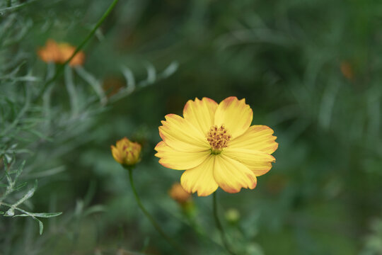 黄色桑格花波斯菊