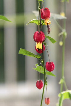 蔓性风铃花