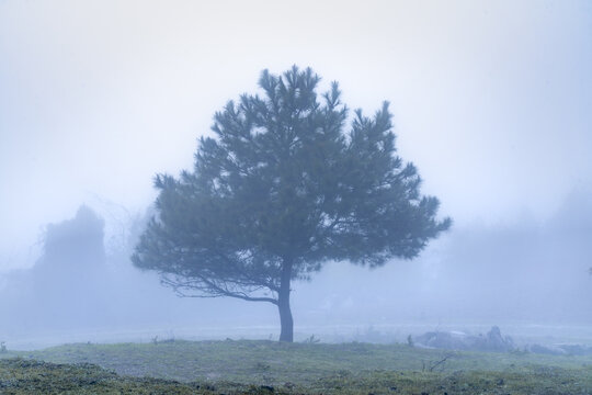 雾里的树