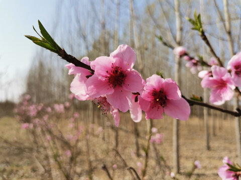 一枝桃花