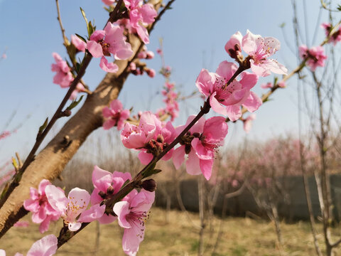 桃花