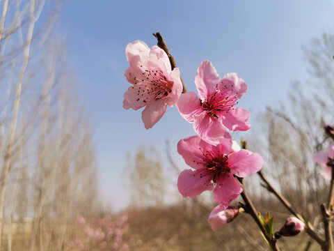 一枝桃花