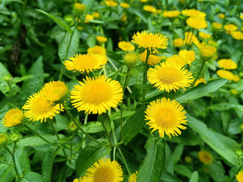 旋覆花野菊花