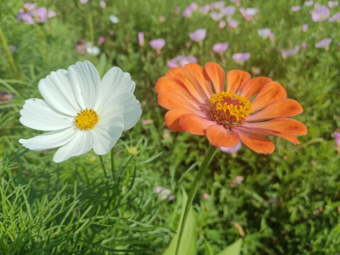 对叶菊格桑花