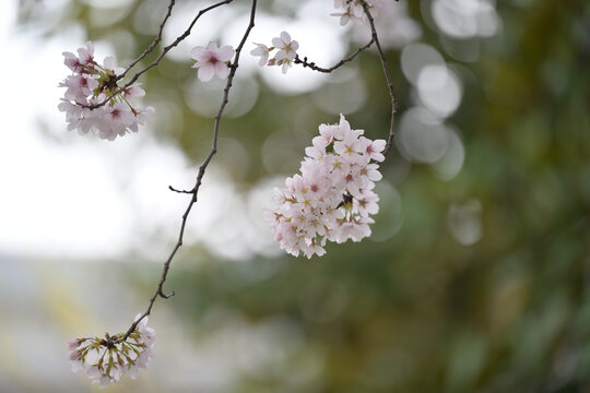 白色樱花