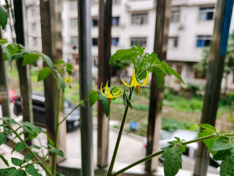 番茄开花