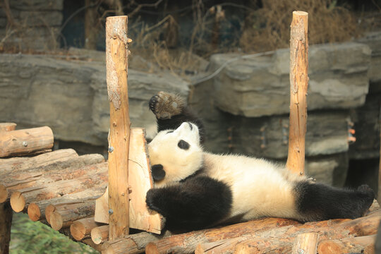 北京动物园网红大熊猫胖大海