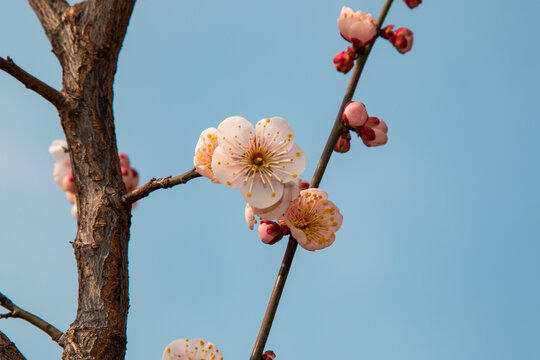 春天盛开的梅花