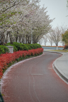 滨江樱花大道