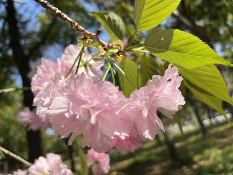 樱花