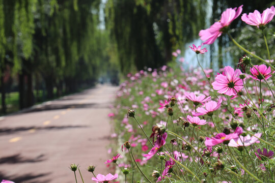 路边盛开的菊花