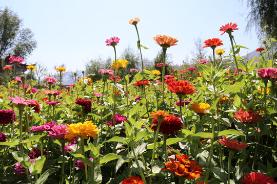 百日菊