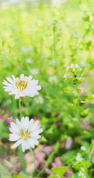 野菊花