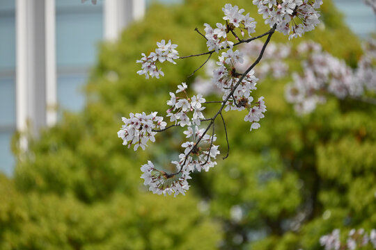 浪漫樱花