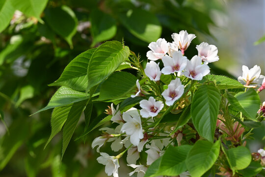 浪漫樱花