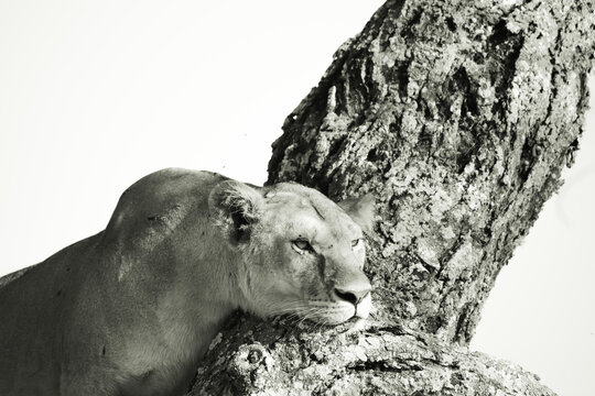 塞伦盖蒂国家公园的母狮