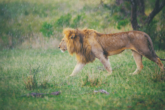 塞伦盖蒂国家公园雨中的雄狮