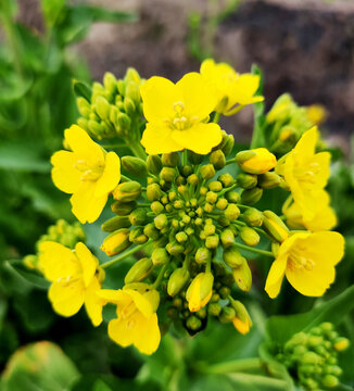 油菜花