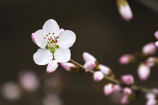 山桃花