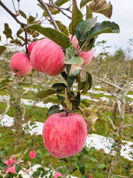 洛川苹果