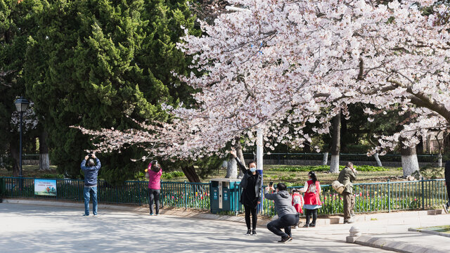 青岛中山公园盛开的樱花大道