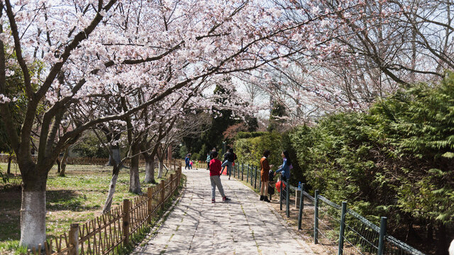 青岛中山公园盛开的樱花大道