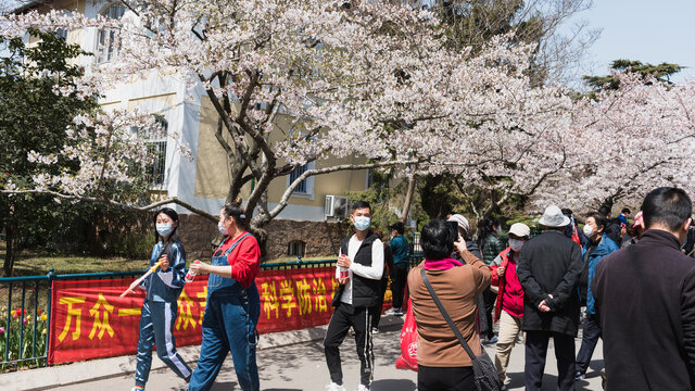 青岛中山公园盛开的樱花大道