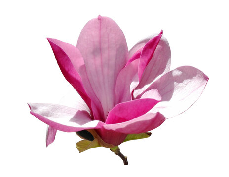 木兰木兰花单朵粉色