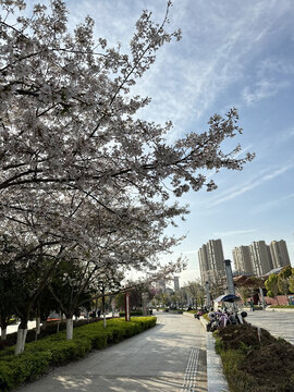 樱花树