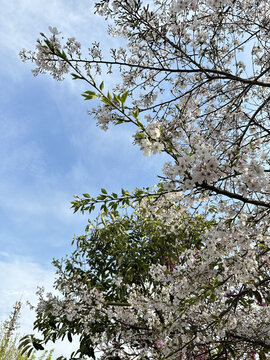 樱花树