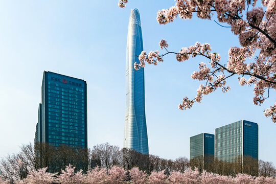 樱花盛开的的泰达市民广场