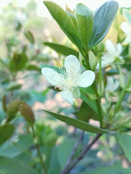 山竹开花