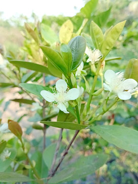 山竹开花