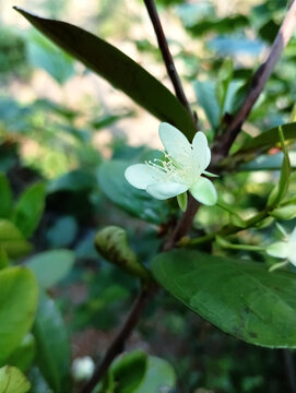 山竹花