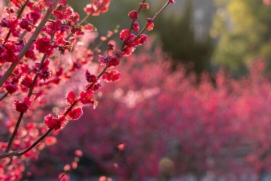 梅花