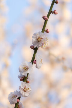 白色梅花