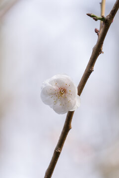 白色梅花