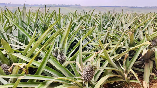 菠萝凤梨种植田地农业