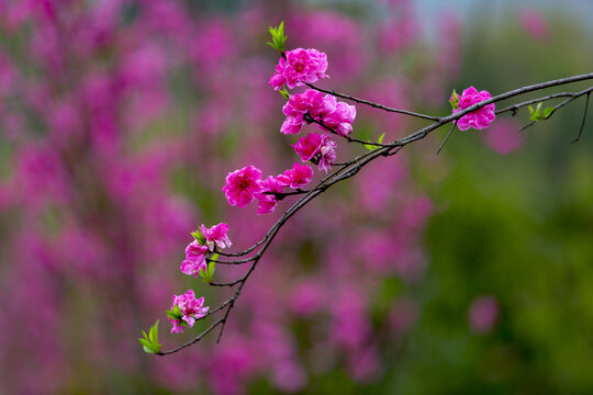 桃花